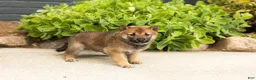 Shiba Inu dogs for sale: Brent  - Ad 1
