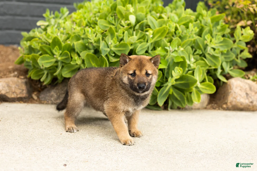 Shiba Inu dogs for sale: Brent  - Ad 1