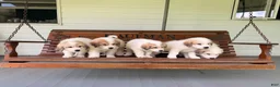 Great Pyrenees dogs for sale: Nicky - Ad 31