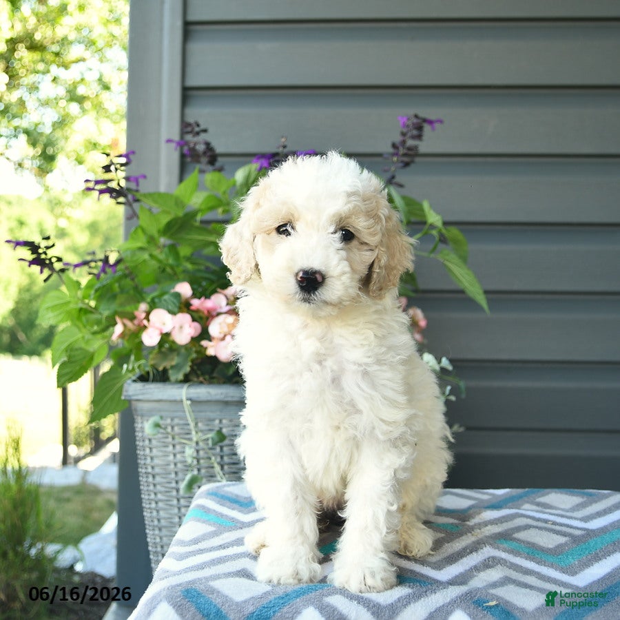 Mini Goldendoodle dogs Angel - Ad 2