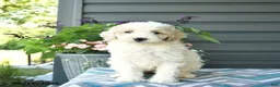 Mini Goldendoodle dogs for sale: Angel - Ad 2