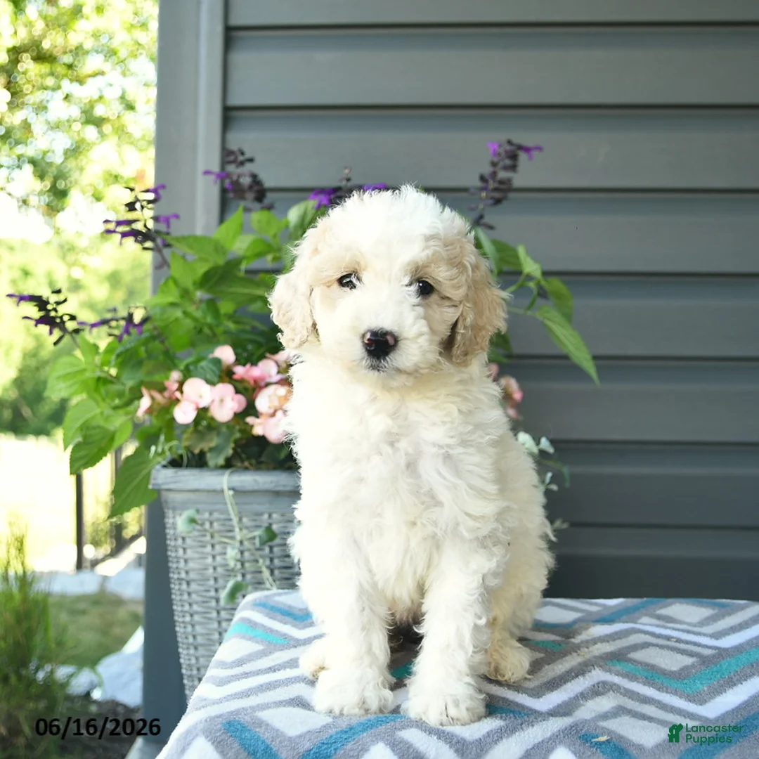 Mini Goldendoodle dogs for sale: Angel - Ad 2