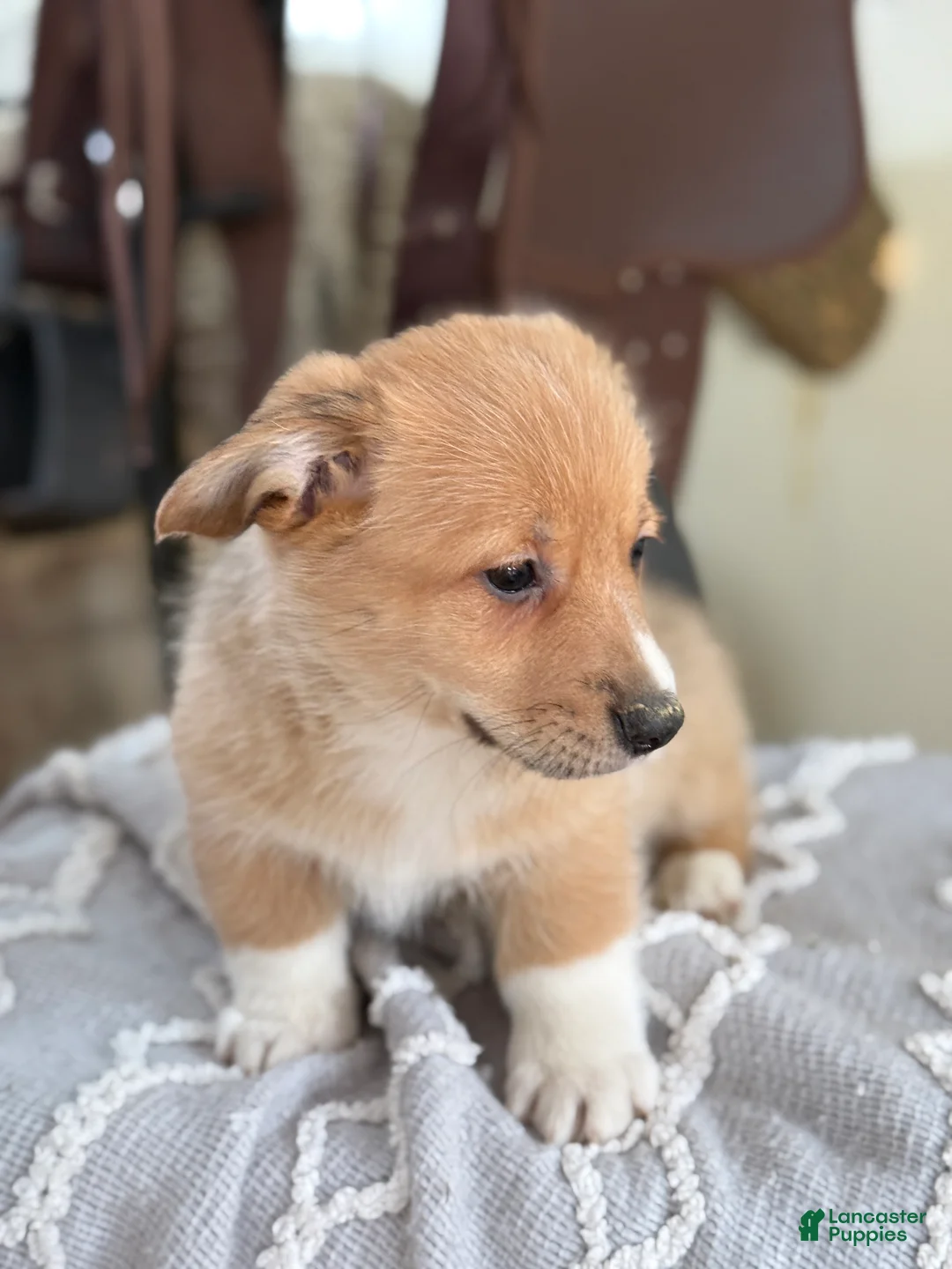 Welsh Corgi Pembroke dogs for sale: Finch - Ad 7