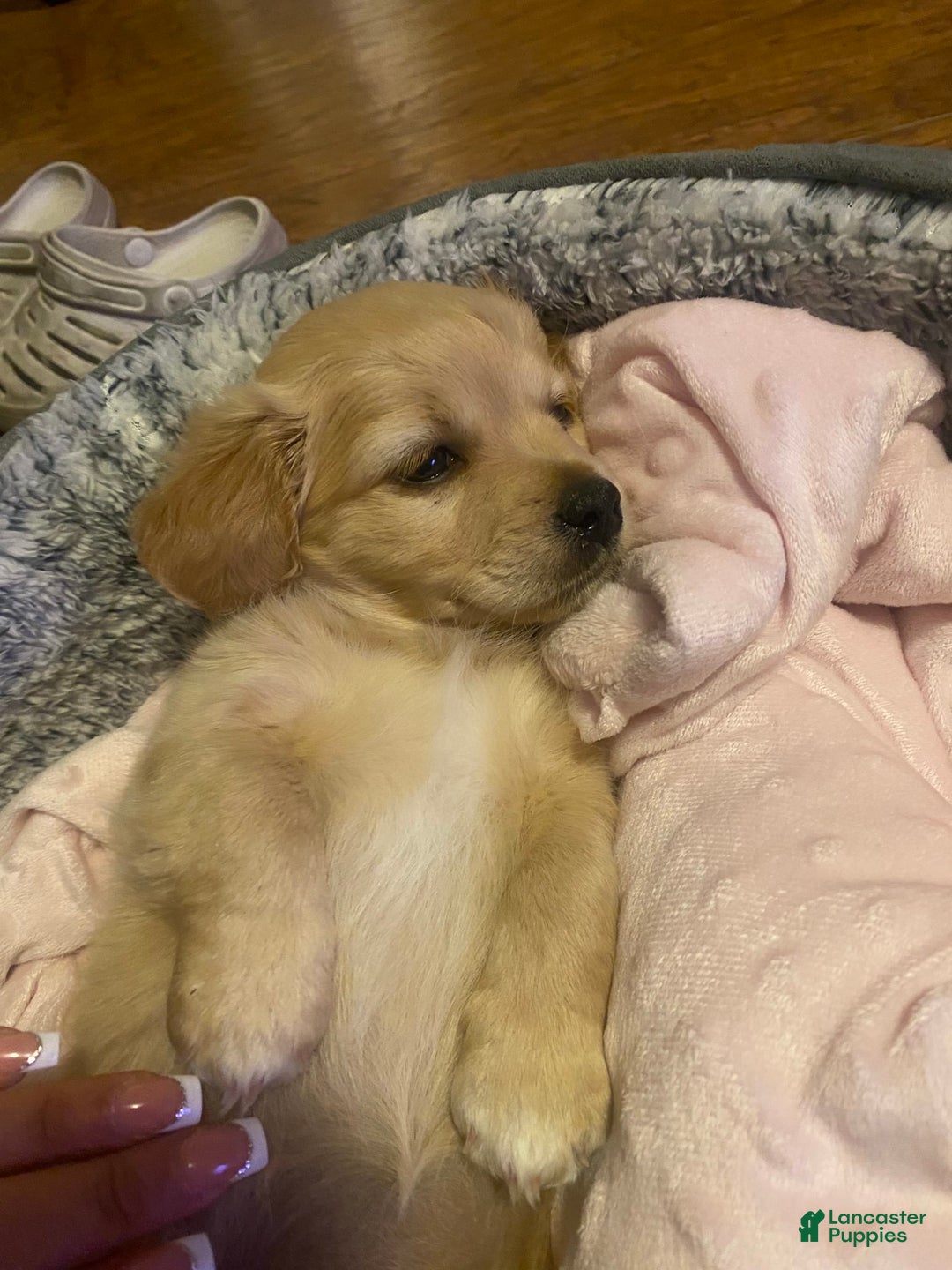 Gallery Image {{count}}