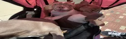 French Bulldog dogs for sale: Aubrey-Micheal  - Ad 2
