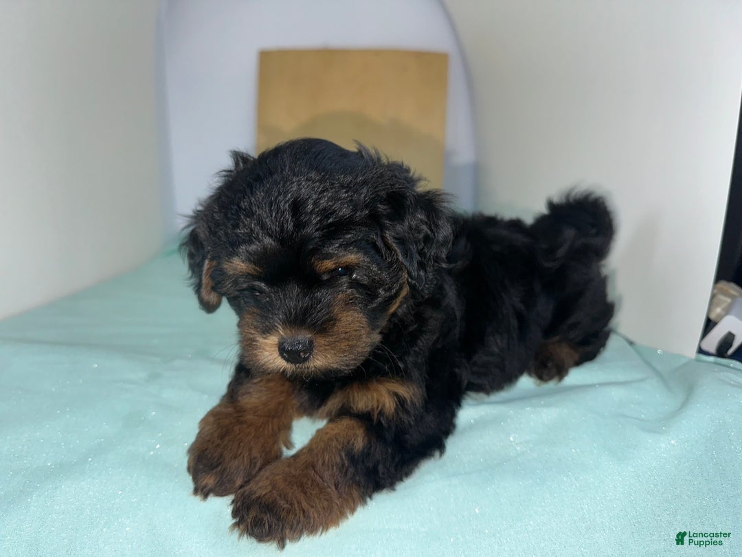 Mixed Breed dogs for sale: Mixed Breed Puppy 4 - Ad 2