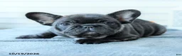 French Bulldog dogs for sale: Brindle - Ad 3