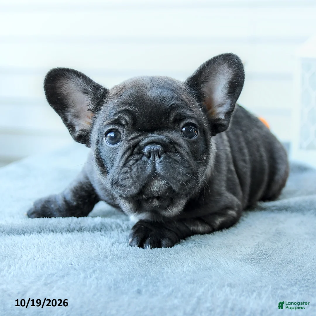 French Bulldog dogs for sale: Brindle - Ad 3