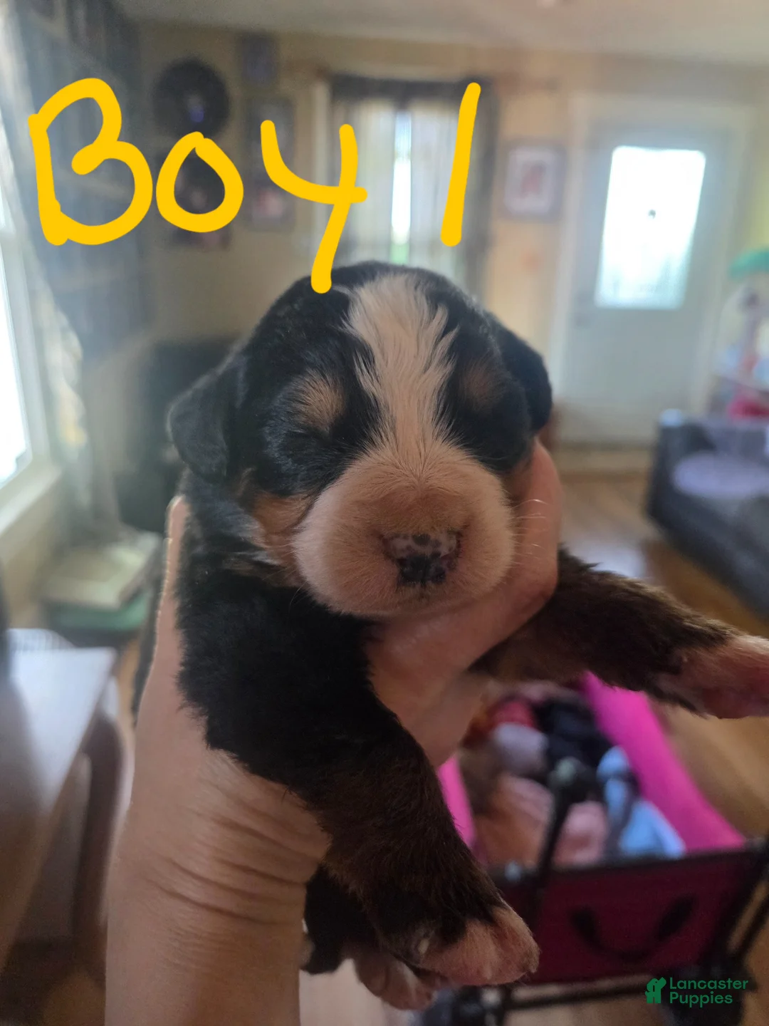 Bernese Mountain Dog dogs for sale: Bernese Mountain Dog Puppy 4 - Ad 1