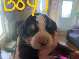 Bernese Mountain Dog dogs Bernese Mountain Dog Puppy 4 - Ad 21