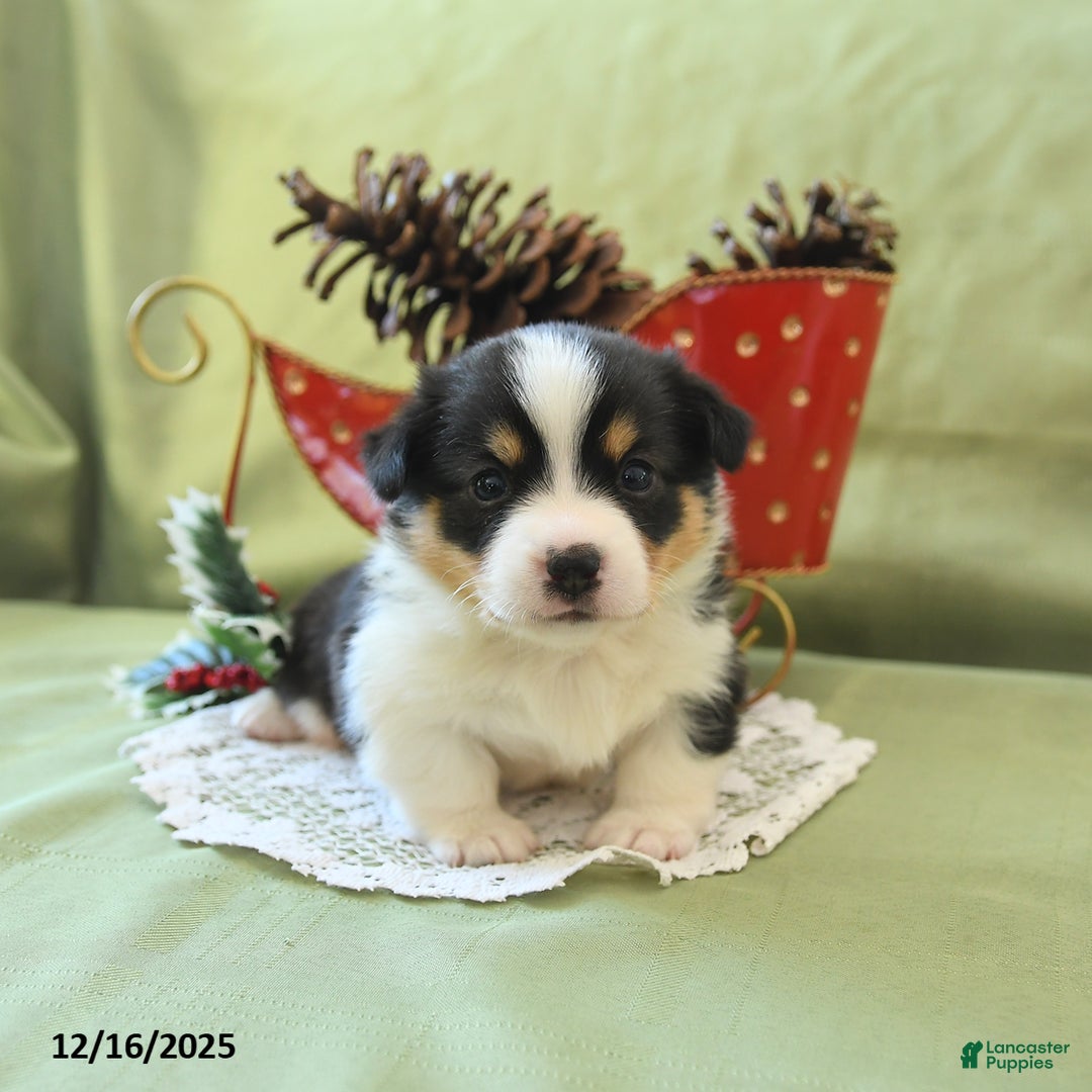 Welsh Corgi Pembroke dogs for sale: Prince    - Ad 14