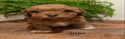 Cockapoo dogs for sale: JoJo - Ad 4