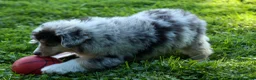 Miniature Australian Shepherd dogs for sale: LANDON [ new pictures] - Ad 6
