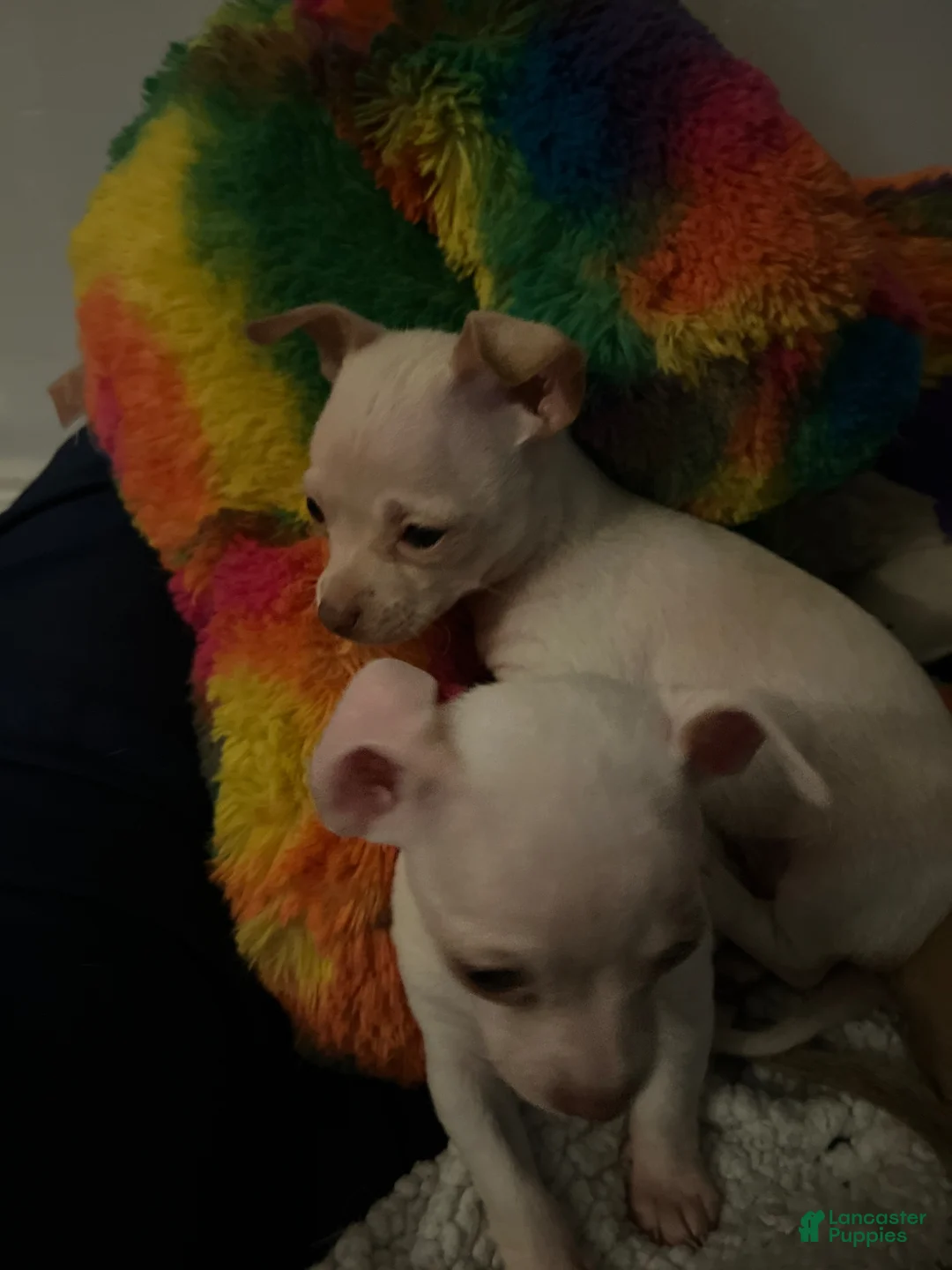 Gallery Image {{count}}