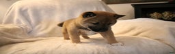 Shiba Inu dogs for sale: Sammy  - Ad 4