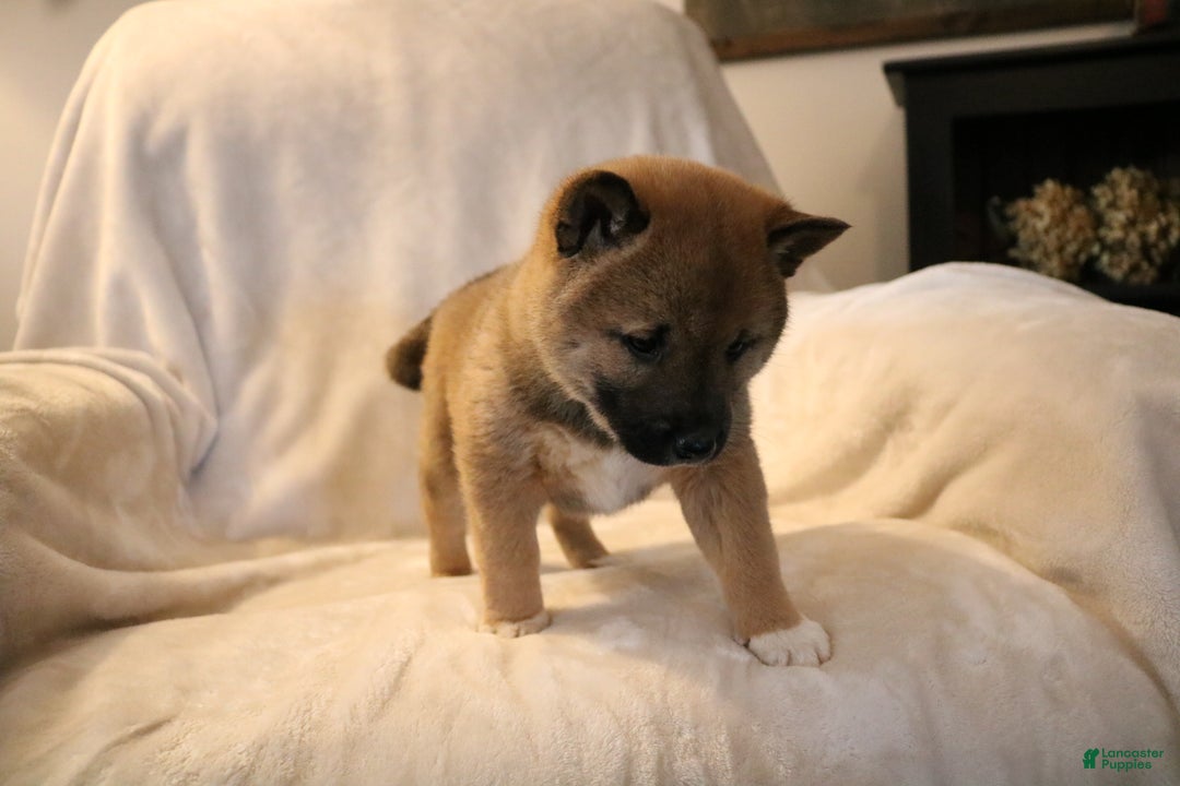 Shiba Inu dogs for sale: Sammy  - Ad 4