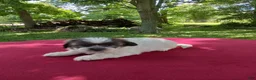 Teddy Bear dogs for sale: Bella - Ad 4