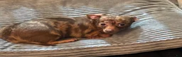 Chihuahua dogs for sale: Mr choco  - Ad 5