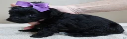 Maltipoo dogs for sale: Emersyn 1 lb 6 ozs - Ad 8