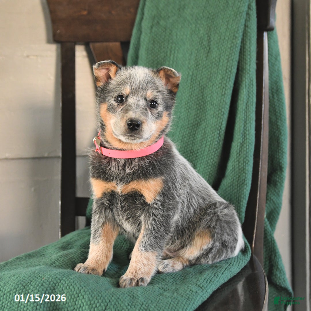 Australian Cattle Dog dogs for sale: Meadow - Ad 1