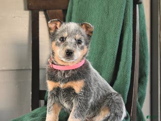 Australian Cattle Dog dogs Meadow - Ad 28