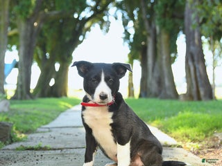 Mixed Breed dogs - Ad 23