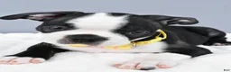 Boston Terrier dogs for sale: Simon - Ad 7