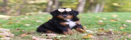 Mini Bernedoodle dogs for sale: Dolly - Ad 3
