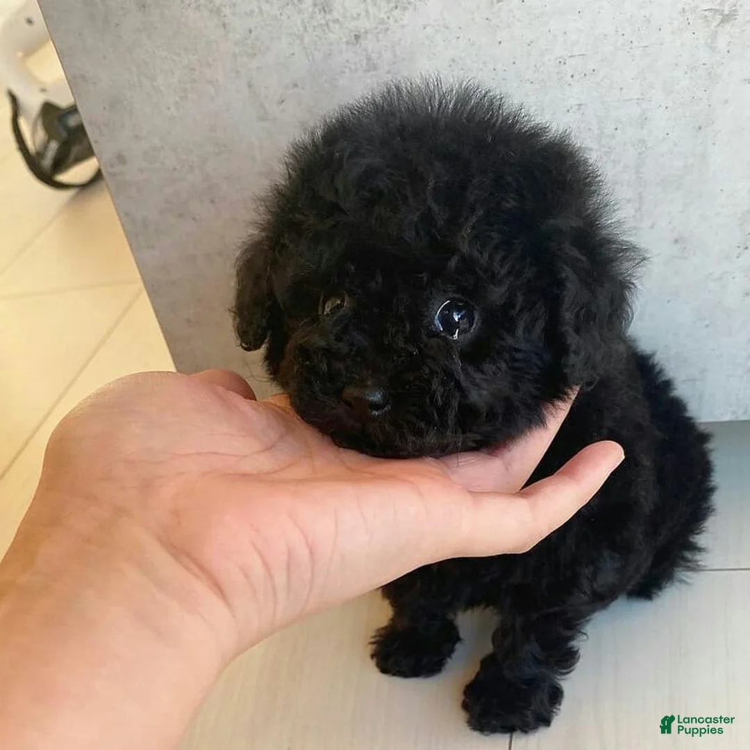 Toy Poodle dogs for sale: Kelvin - Ad 1