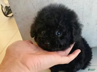 Toy Poodle dogs Kelvin - Ad 15