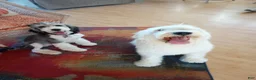 Sheepadoodle dogs for sale: Blessing!! - Ad 12