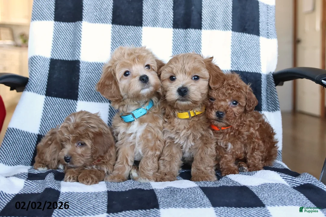 Maltipoo dogs for sale: Sugar - Ad 5
