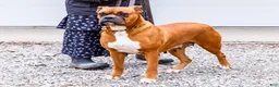 Boxer dogs for sale: Seneca - Ad 6
