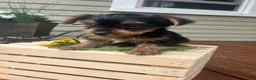 Yorkshire Terrier dogs for sale: Arty - Ad 1