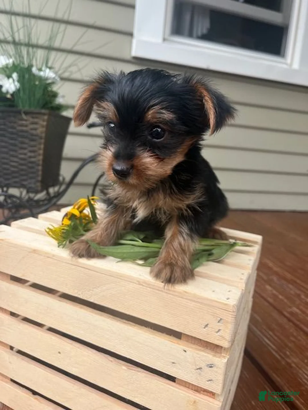 Yorkshire Terrier dogs for sale: Arty - Ad 1