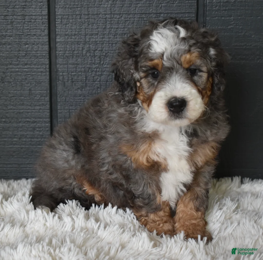 Mini Bernedoodle dogs for sale: Jester F1b - Ad 2