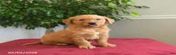 Golden Retriever dogs for sale: Rolo - Ad 5