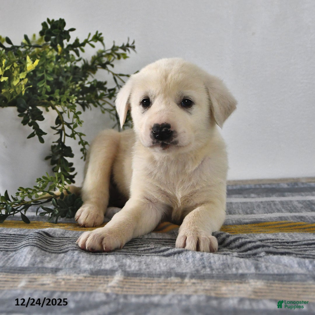 Mixed Breed dogs for sale: Buster - Ad 4