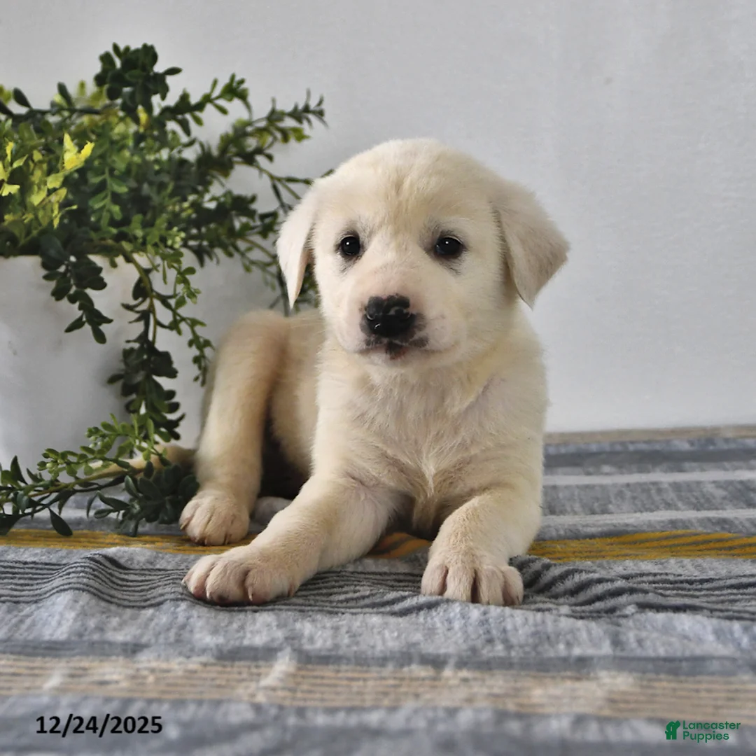Mixed Breed dogs for sale: Buster - Ad 9