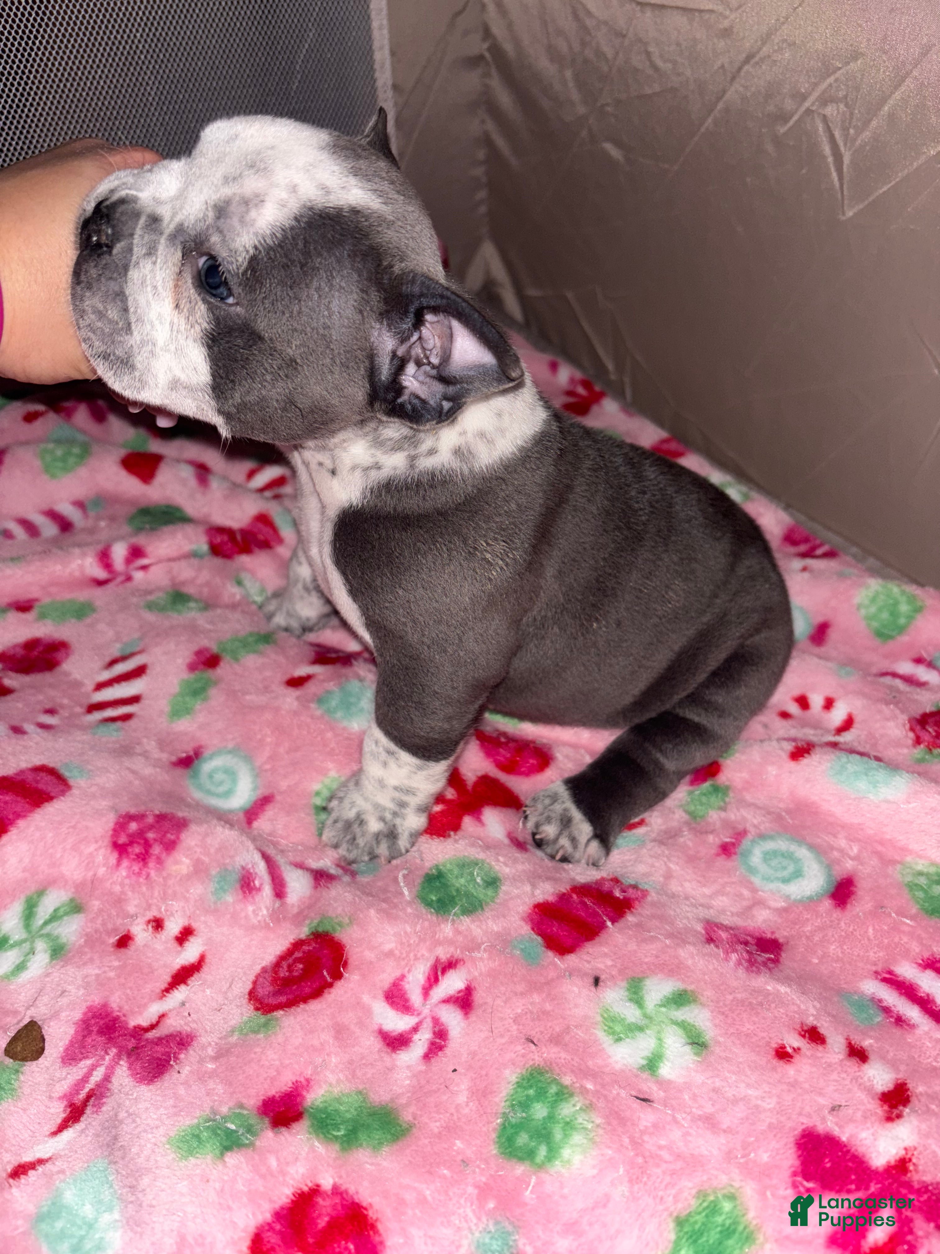 American Bully dogs American Bully Puppy 7 - Ad 14