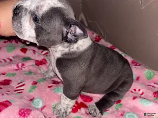 American Bully dogs American Bully Puppy 7 - Ad 16