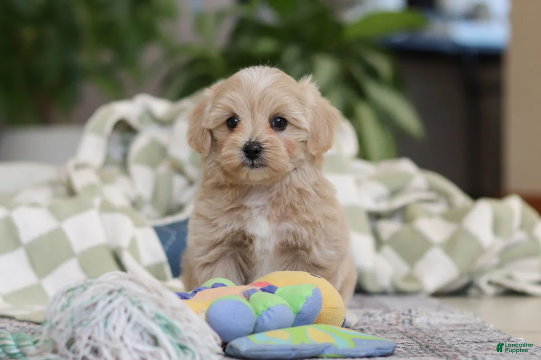 Maltipoo dogs for sale: Waffles - Ad 6
