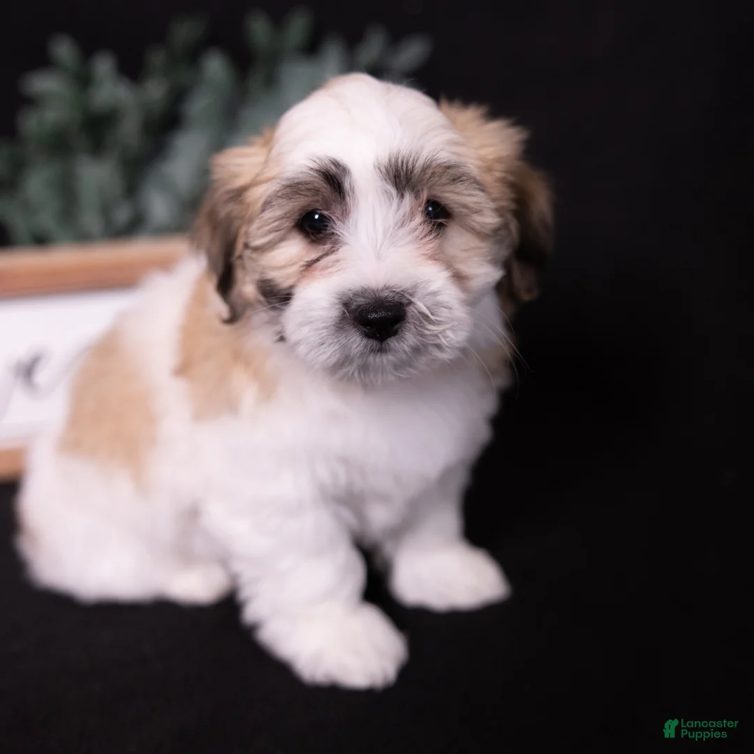 Coton De Tulear dogs for sale: Petunia - Ad 2
