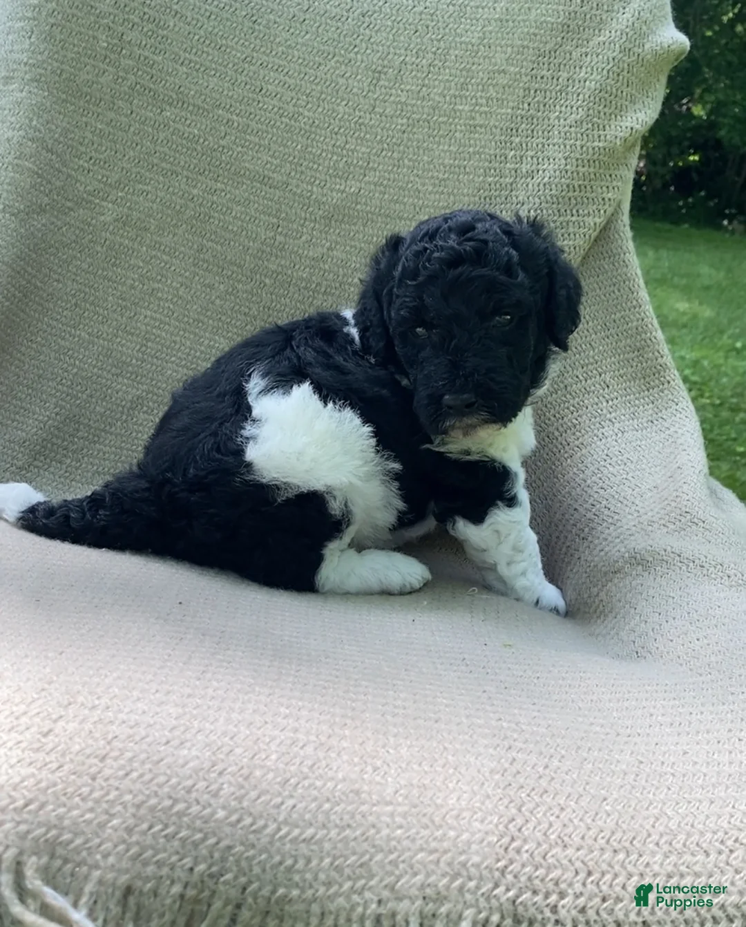 Mixed Breed dogs for sale: Scone - Ad 2