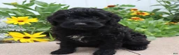 Mini Goldendoodle dogs for sale: Flora - Ad 3