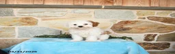 Cavapoo dogs for sale: Skipper - Ad 1
