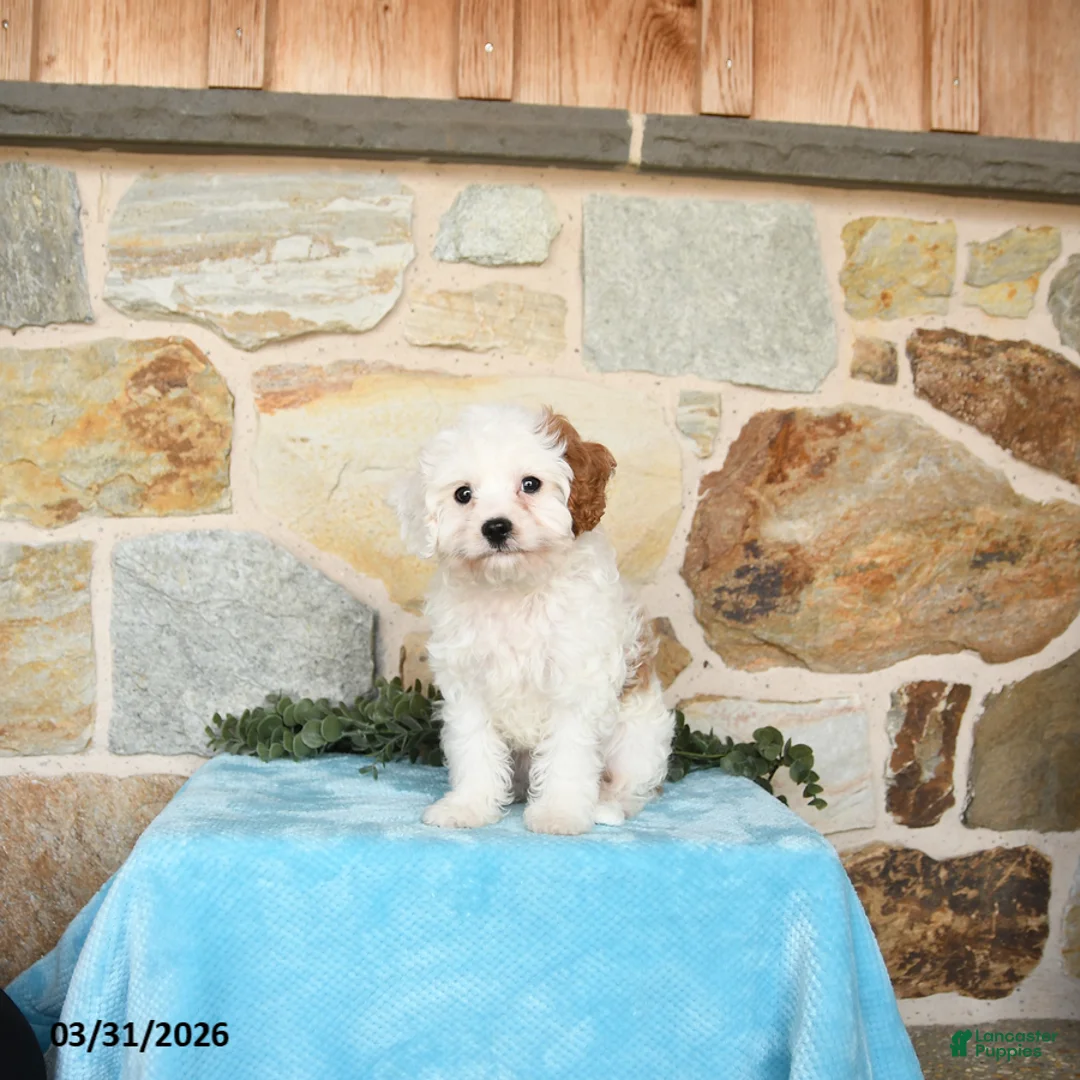 Cavapoo dogs for sale: Skipper - Ad 1