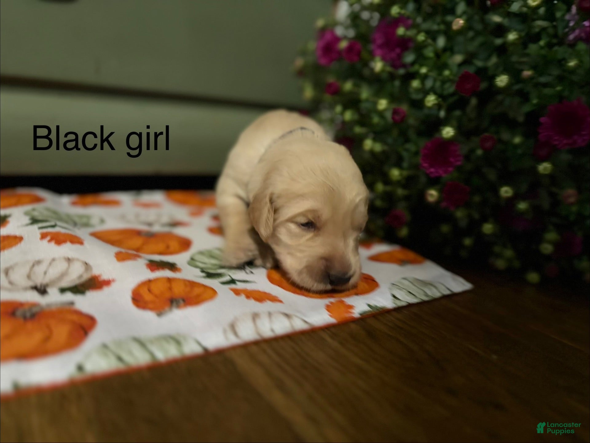 Golden Retriever dogs Black girl - Ad 6