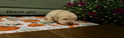 Golden Retriever dogs for sale: Black girl - Ad 1