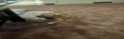 Mixed Breed dogs for sale: Mixed Breed 1 - Ad 3